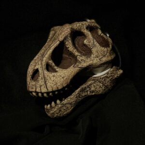 Tyrannosaurus Rex Skull – Case